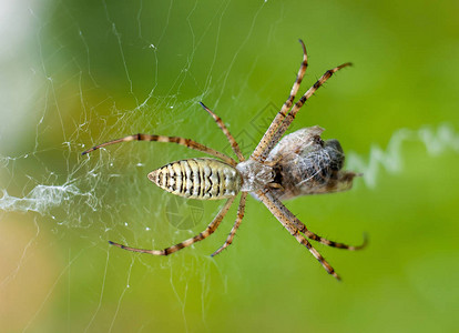 一只蜘蛛及其猎物紧闭浅绿背景图片