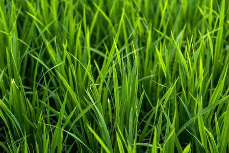 稻田上的稻米绿叶图片