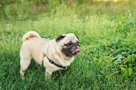 夏天草地上的狗哈巴狗图片