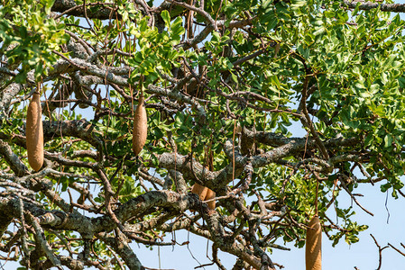 野生香肠树果或坦桑尼亚的KigeliaAf图片