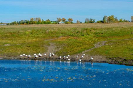 一群白鹅沿着岸边的饮用水行走图片