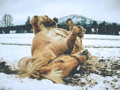 白马在雪中自由撒谎因为马正在新鲜的雪中滚图片