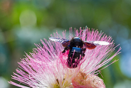 julibrissin粉红色花朵在法国科西卡岛大黑黄蜂中闪耀图片