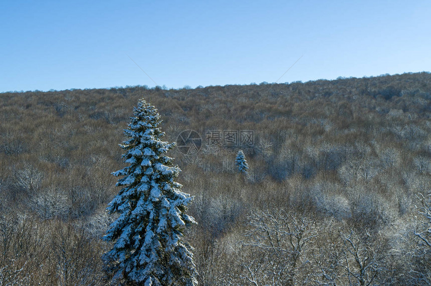 高大的绿色云杉的树枝上躺着雪图片