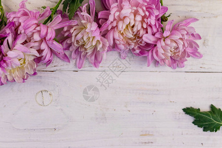白色木背景上的美丽的菊花顶视图图片