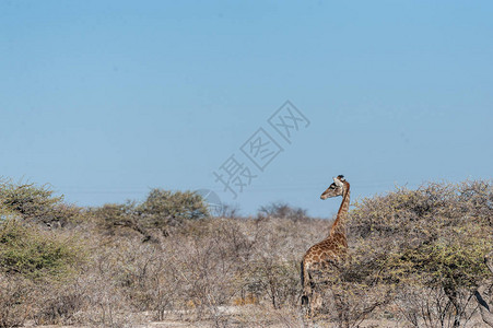 安哥拉GiraffeGiraffagiraffaangolensis图片