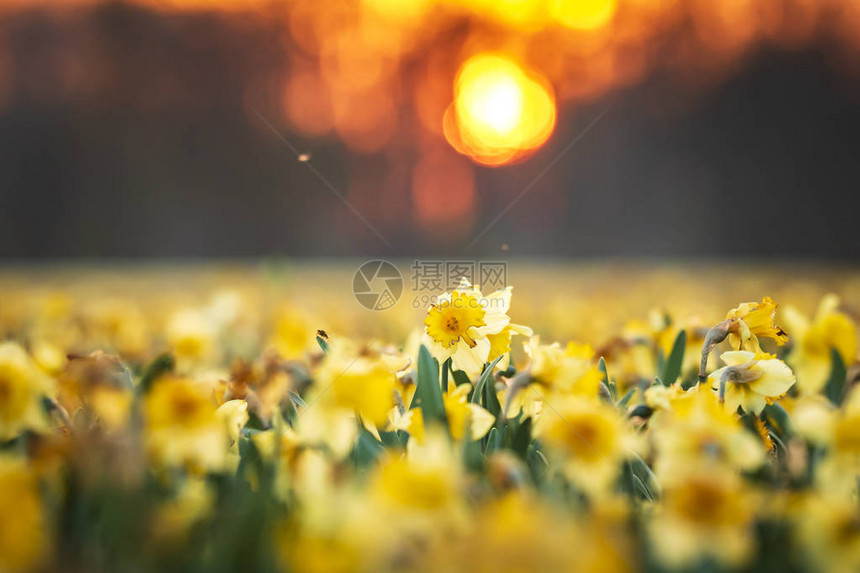 日落时有黄色自恋或水仙紧闭的多彩盛开的花朵田图片