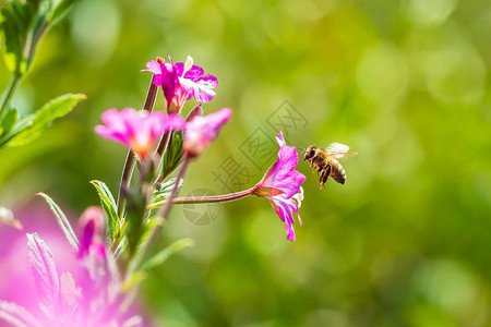 关闭西方蜜蜂或欧洲蜜蜂Apis图片