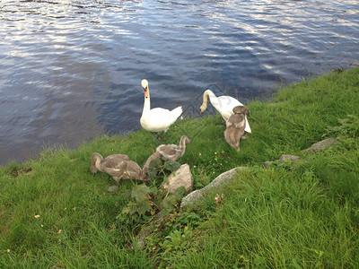 一个美丽的小天鹅家庭在河图片