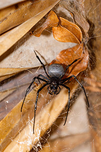 巨型蜘蛛Nephilengyslivida是一种蜘蛛图片