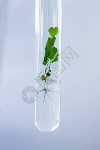 内有再生体外克隆微型植物的试管图片