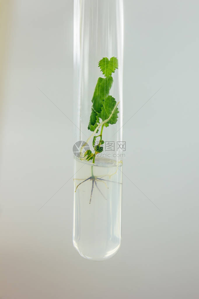 内有再生体外克隆微型植物的试管图片