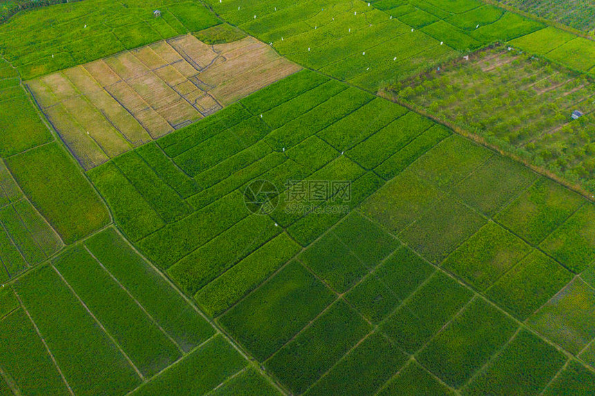 稻田的空中俯视图巴厘岛农村或农村地区的农田印度尼西亚东南亚夏季日落时的山丘谷图片