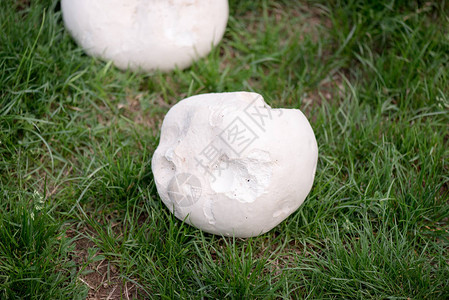 Calvatiagiantea蘑菇白蘑图片
