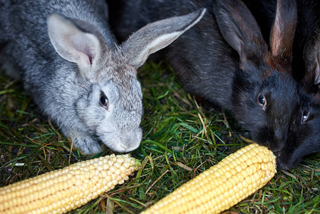 吃玉米穗的灰色和黑色小兔子特写图片