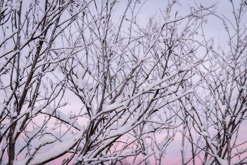 芬兰假日村Kuukiruuru的树枝冬季下大雪和日落时间覆盖了树木枝叶请查看InfoFinland上的Ko图片