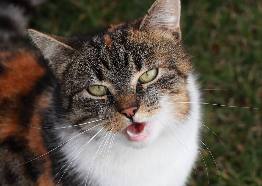 她是如此愤怒和残忍的驯养猫照片中的恼怒女需要注意需要图片