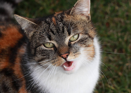 她是如此愤怒和残忍的驯养猫照片中的恼怒女需要注意需要图片