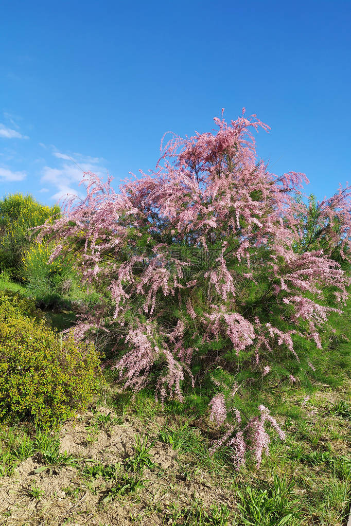 夏日花园里的花丛粉红色的红柳图片
