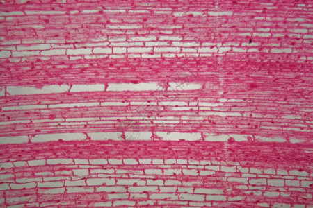 在显微镜下通过玉米厂根部细胞ZeaMays图片
