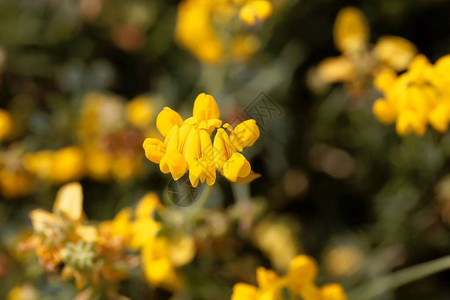 Coronilla迷你花的黄花来自西欧的一只Fa图片