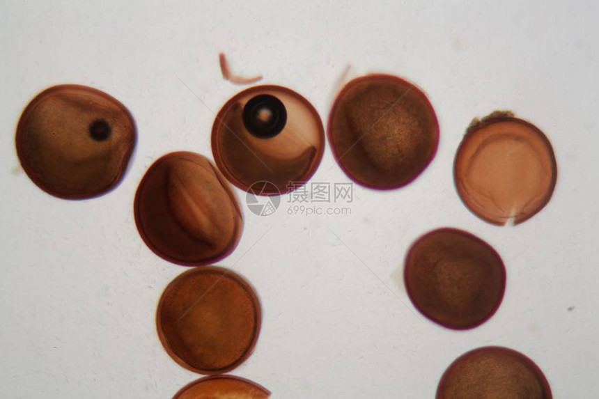 显微镜下的几个棕色虾卵图片