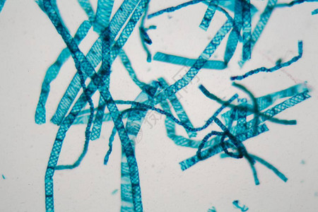 显微镜下的Spirogyra图片