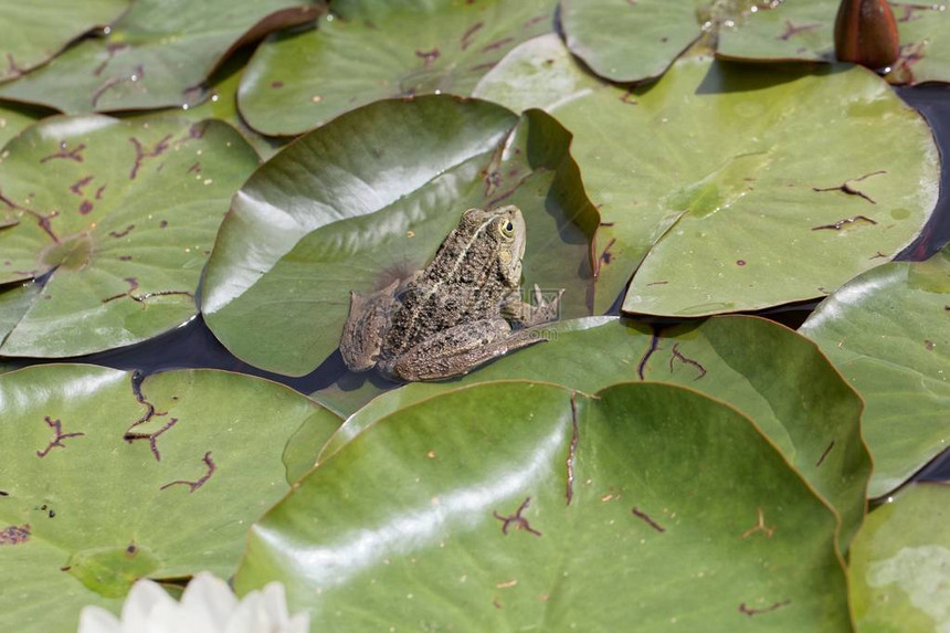 一只沼泽青蛙Perophylaxridibundus在图片