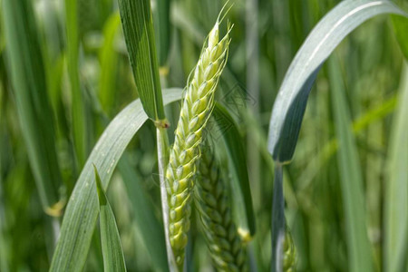 绿色埃默小麦Triticumdicacum图片