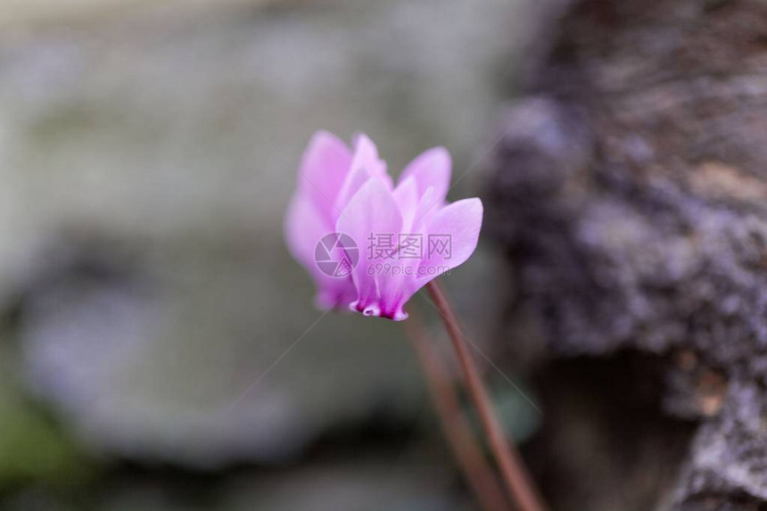 常春藤叶仙客来Cyclamenhederifolium的花图片