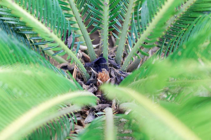 松树棕榈叶Cycasrev图片