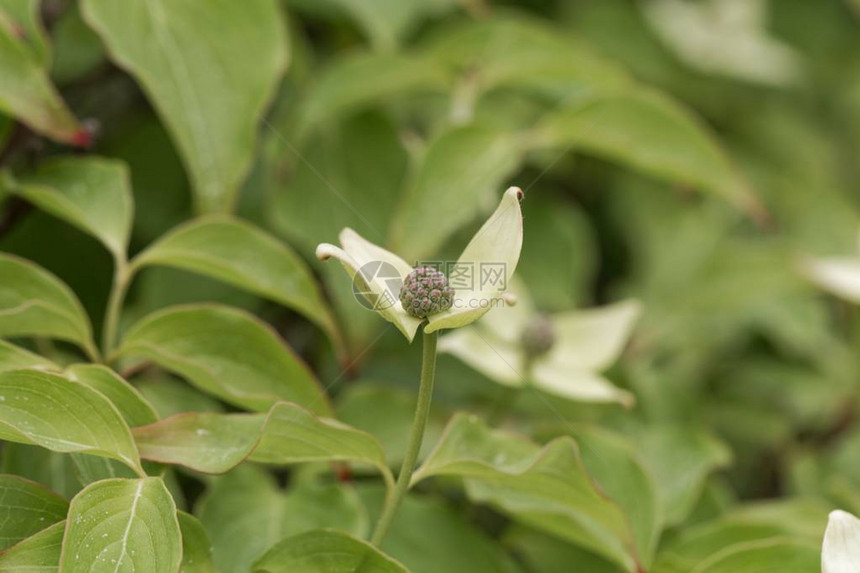 韩国木头Cornuskousa图片