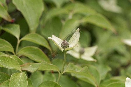 韩国木头Cornuskousa图片