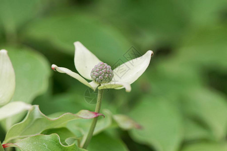 韩国木头Cornuskousa图片