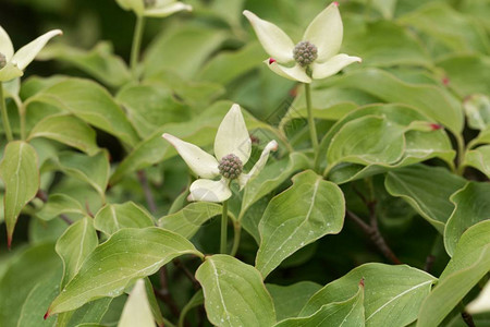 韩国木头Cornuskousa图片