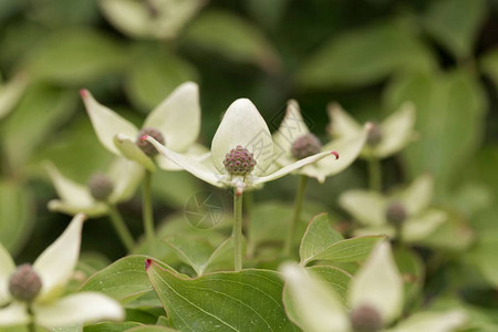 韩国木头Cornuskousa图片