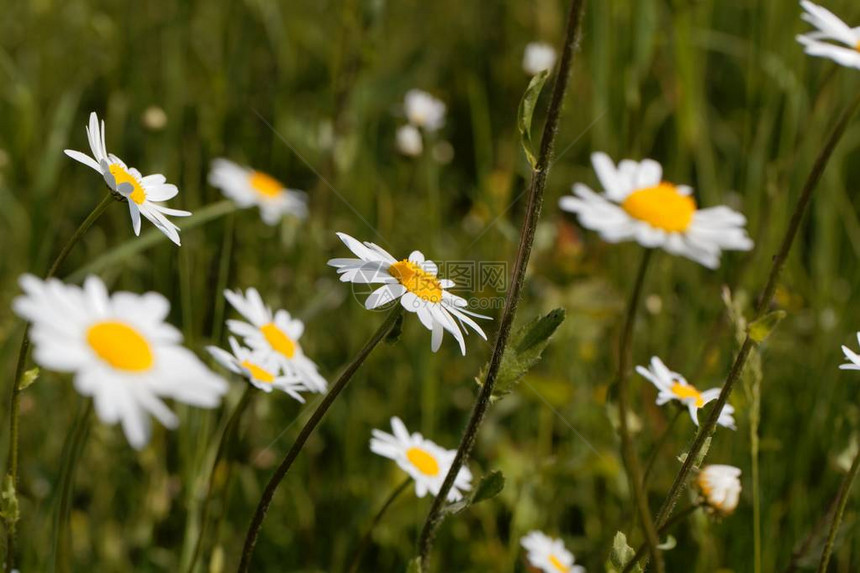 在草原上的牛眼花朵Leucanthemumb图片