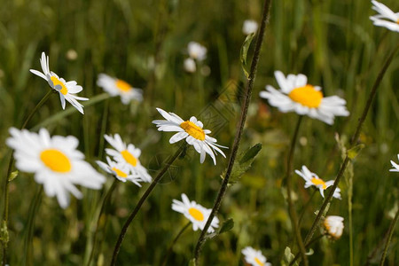 在草原上的牛眼花朵Leucanthemumb图片