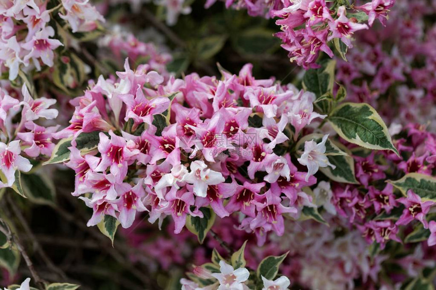 维格拉佛罗里达灌木的粉红色花朵图片