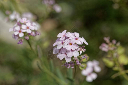 波斯石器花朵Aethione图片
