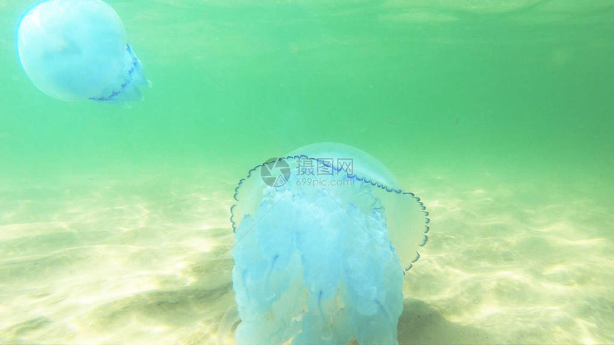 深海漂浮在深水中的Jellyfish或Rhizostomapulmo海洋生物的探索图片