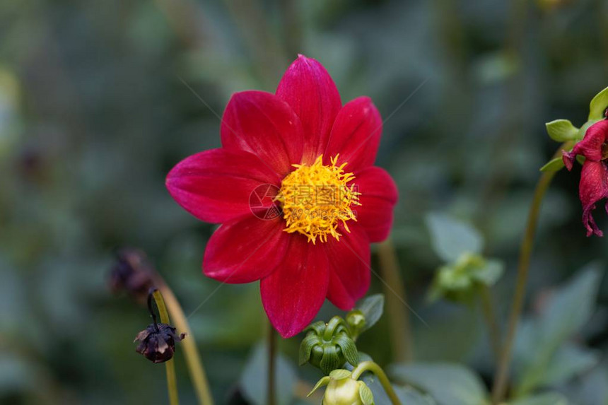 红色大丽花Dahliaccci图片