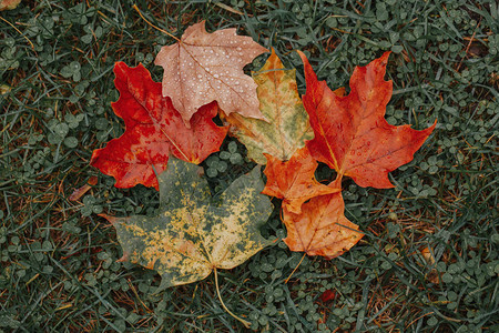 美丽的老年枯萎多色黄红秋枫叶躺在地上秋季节自然宏观背景从上面看用复古图片