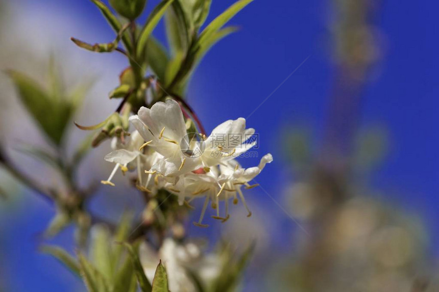 香味蜂蜜的花朵罗尼切拉芳图片