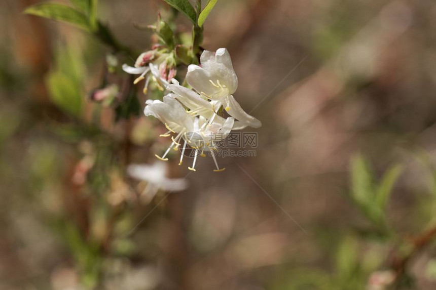 香味蜂蜜的花朵罗尼切拉芳图片