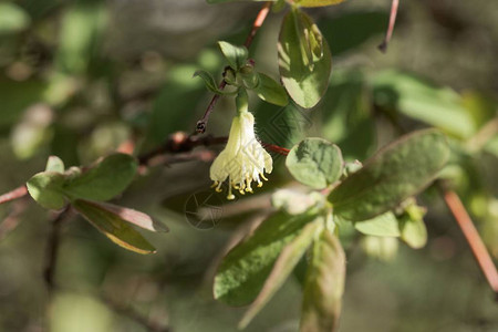 蜜莓树丛的花束Loniceraca图片