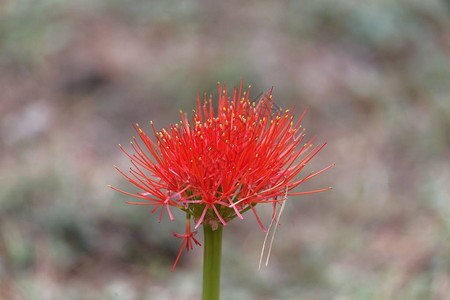 在东非山林的自然栖息地里流着鲜血的百合花Scadoxusmulti图片