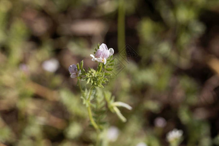 塞拉德植物的花朵奥尼特霍普图片