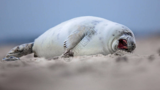 Yawning婴儿港海豹Phocavit图片