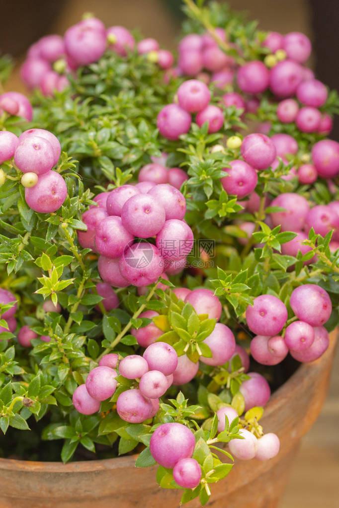 PernettyaPinkberryBerry希氏家族的装饰永绿灌木图片